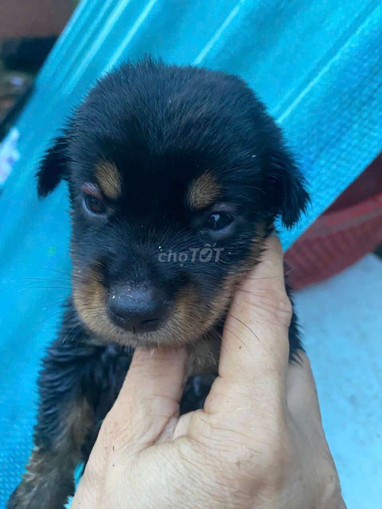 Chó Becgie lai Pitbull Đực Cái Đen vàng Nâu. Mua bán Chó tại Huyện Nhà Bè Tp Hồ Chí Minh được đăng bởi yến hình 1