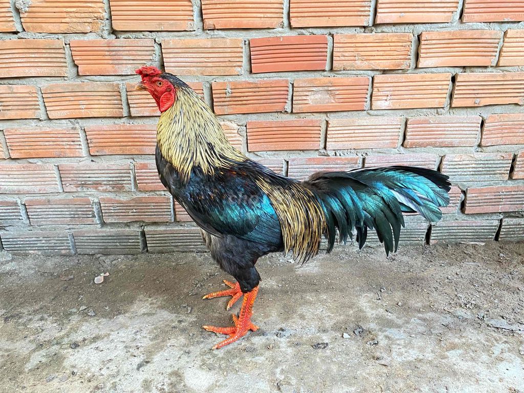 chuối 3kg chơi liền. Mua bán Gà tại Quận Cái Răng Cần Thơ được đăng bởi Chuyên gà đá  hình 1