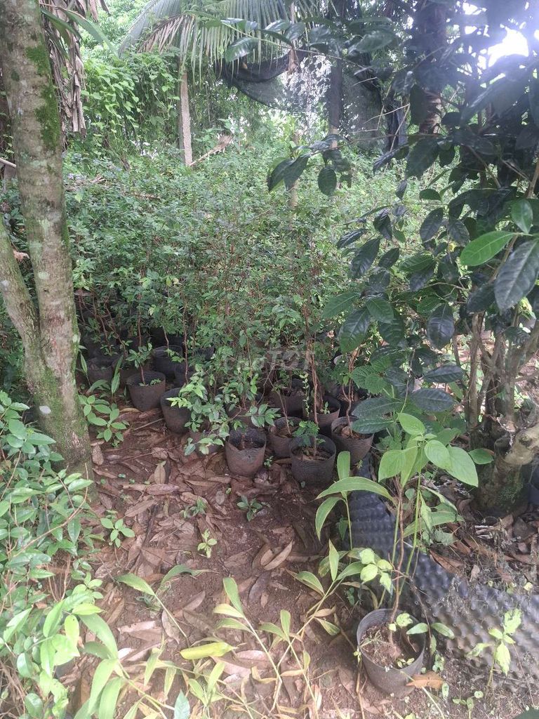 Cây nho thân gỗ 1m Cây lớn. Mua bán Cây cảnh, đồ trang trí tại Huyện Tân Phú Đồng Nai được đăng bởi Đông 68 hình 1