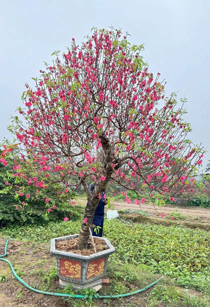 Bán cây Đào chơi Tết dáng đẹp