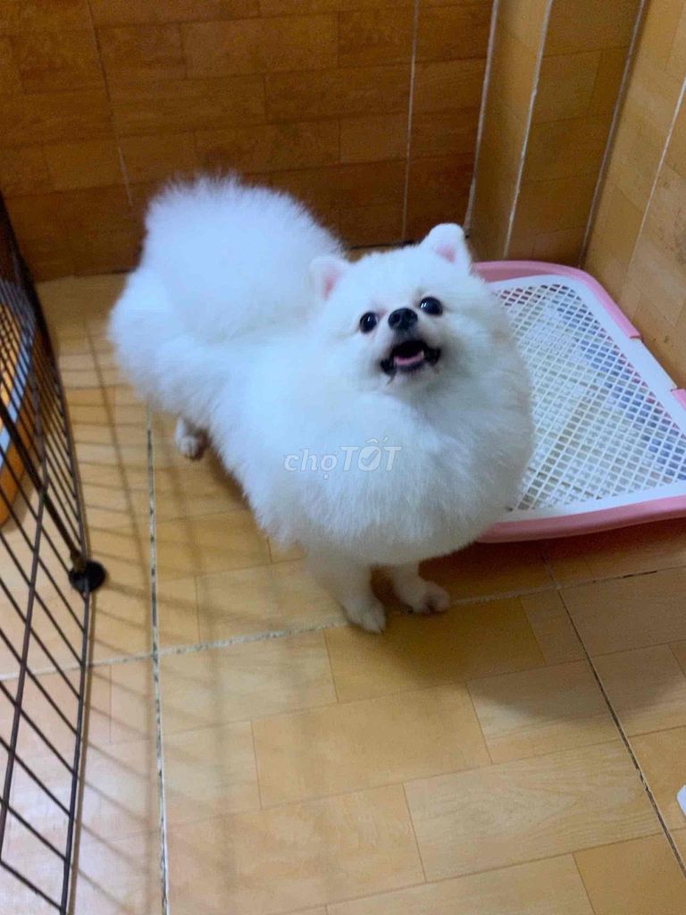 Chó Pomeranian Đực Trắng Hơn 1 tuổi. Mua bán Chó tại Quận Ninh Kiều Cần Thơ được đăng bởi Hà Hoài Nam hình 1