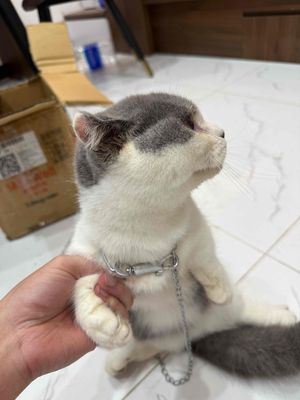 mèo chân ngắn bicolo cần gả