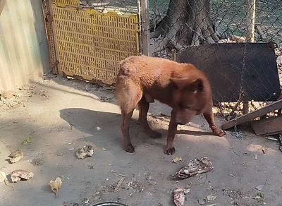 Chó Cộc Nâu Đỏ đực