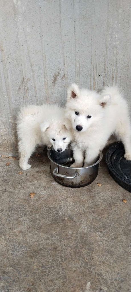 Chó Samoyed trắng 2 tháng đã tiêm. Mua bán Chó tại Huyện Châu Đức Bà Rịa - Vũng Tàu được đăng bởi Cao Son hình 1