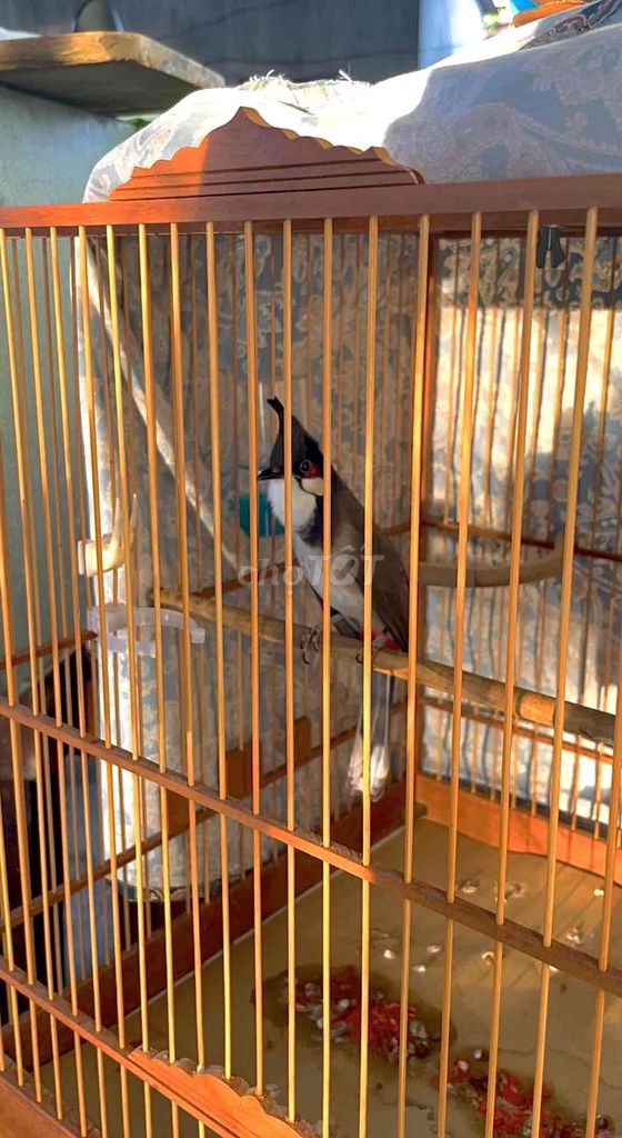 Chim Cafe. Mua bán Chim tại Huyện Phú Vang Thừa Thiên Huế được đăng bởi Khánh Đạt Trần hình 1