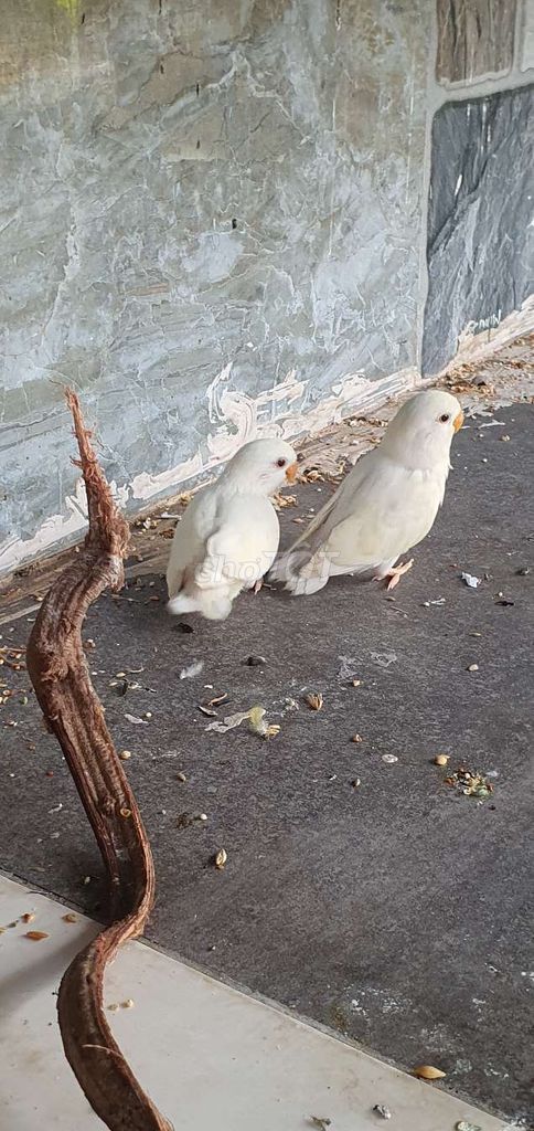 Vẹt lovebird non abino, trắng đuôi tím, ham bột