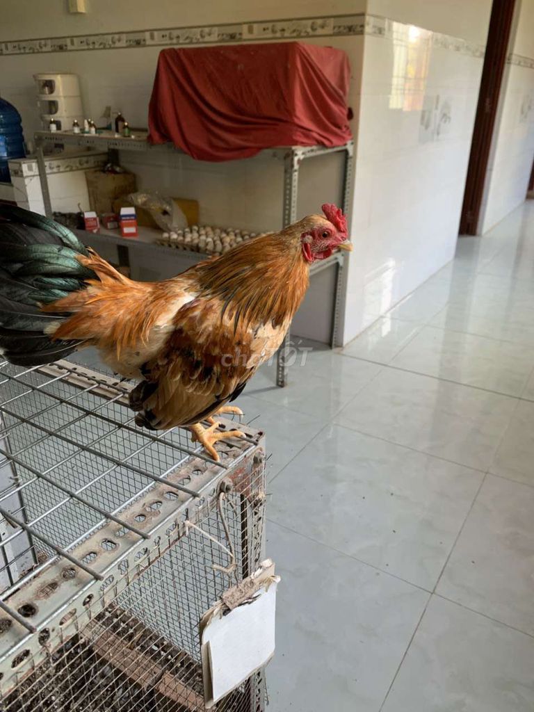 Gà tre kiểng vàng bò 5 tháng. Mua bán Gà tại Huyện Kế Sách Sóc Trăng được đăng bởi Giang Nguyen hình 1