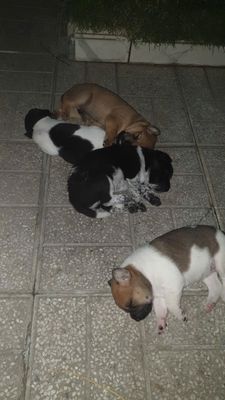Chó con đực cái mém 1 tháng