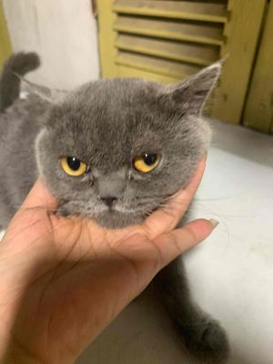 BÉ MÈO ALN ĐỰC 5 THÁNG TÌM BA MẸ MỚI