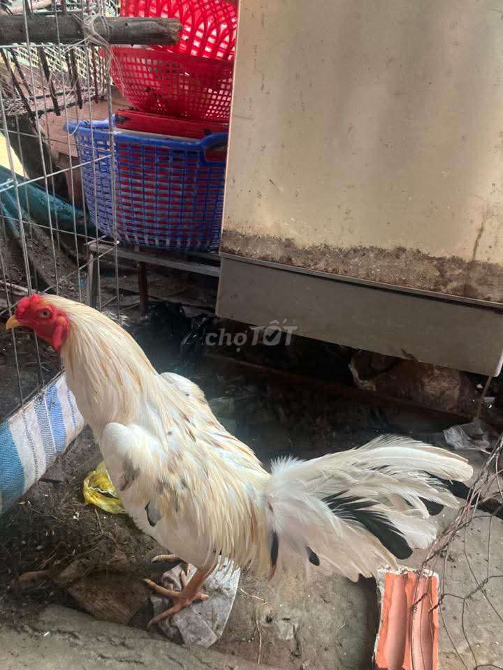 Gà Trắng Đực. Mua bán Gà tại Thành phố Cà Mau Cà Mau được đăng bởi trại gà mỹ ca mau  hình 1
