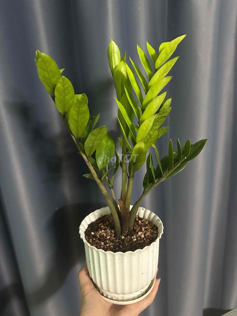 Cây kim tiền may mắn tài lộc giá chỉ 75k. Mua bán Cây cảnh, đồ trang trí tại Quận Bình Thuỷ Cần Thơ được đăng bởi Trinh Trần hình 1