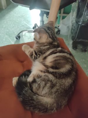 Mèo aln sọc dưa cái 3th. Mua bán Mèo tại Quận 1 Tp Hồ Chí Minh được đăng bởi Nik Hil