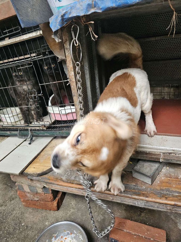 Chó Phốc Nhật đực hơn 3 tuổi. Mua bán Chó tại Quận Nam Từ Liêm Hà Nội được đăng bởi Mr Tuấn hình 1