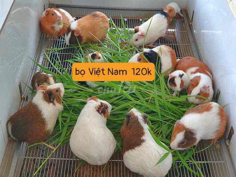 Bọ ú việt nam siêu to khoẻ đủ màu sắc