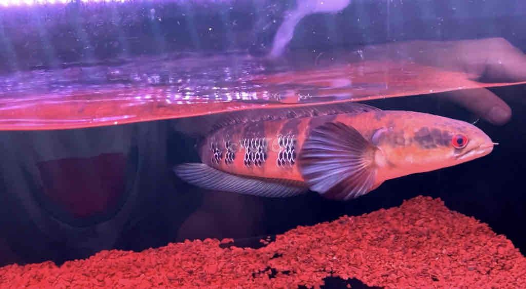 Cá lóc vảy rồng red barito size 32-33