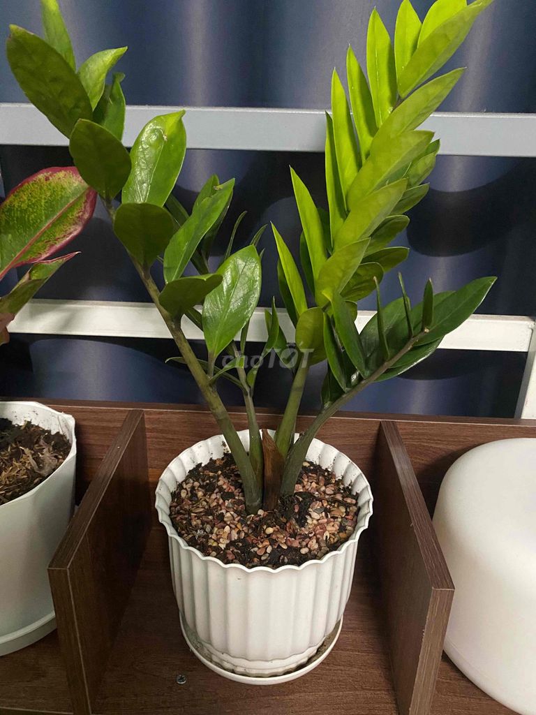 Cây cảnh Kim tiền 75k/chậu. Mua bán Cây cảnh, đồ trang trí tại Quận Bình Thuỷ Cần Thơ được đăng bởi Đoan thuy hình 1