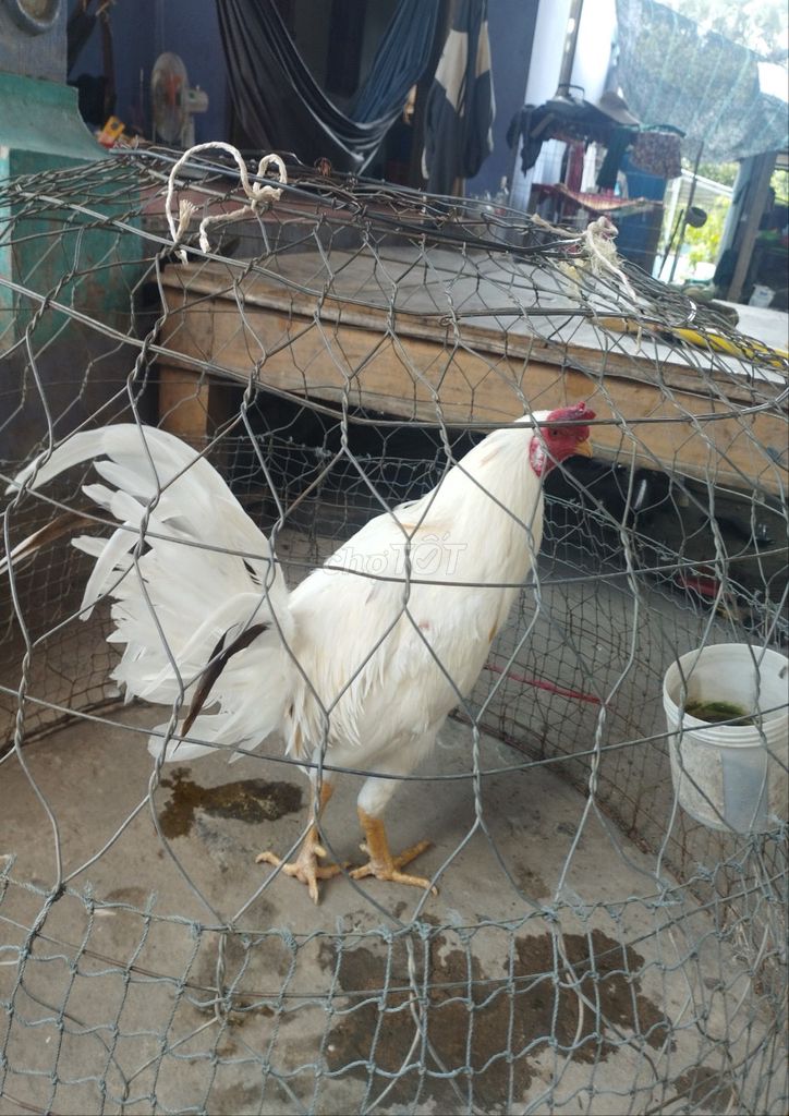 Gà Mỹ rặt . Mua bán Gà tại Quận Tân Bình Tp Hồ Chí Minh được đăng bởi toàn hình 1