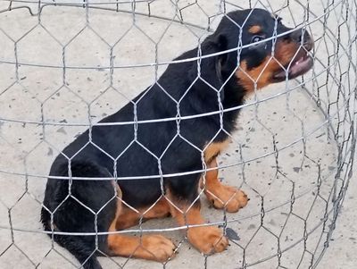 Chó Rottweiler ĐNGN