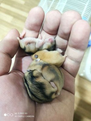 Hamster ww baby