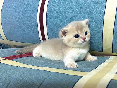 Blue Golden - Black Golden - Silver Tabby tìm 🏡