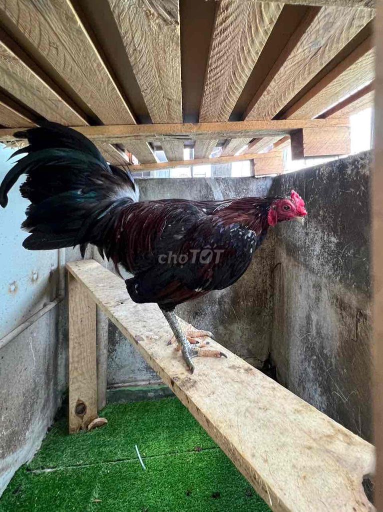 Gà tre Jap Mỹ 1.2kg. Mua bán Gà tại Thành phố Thuận An Bình Dương được đăng bởi Nguyễn trung Kiên hình 1