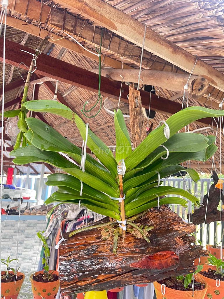 Lan Denro phi điệp kiếm lũa. Mua bán Cây cảnh, đồ trang trí tại Huyện Nhơn Trạch Đồng Nai được đăng bởi Phạm Quốc Hưng hình 1