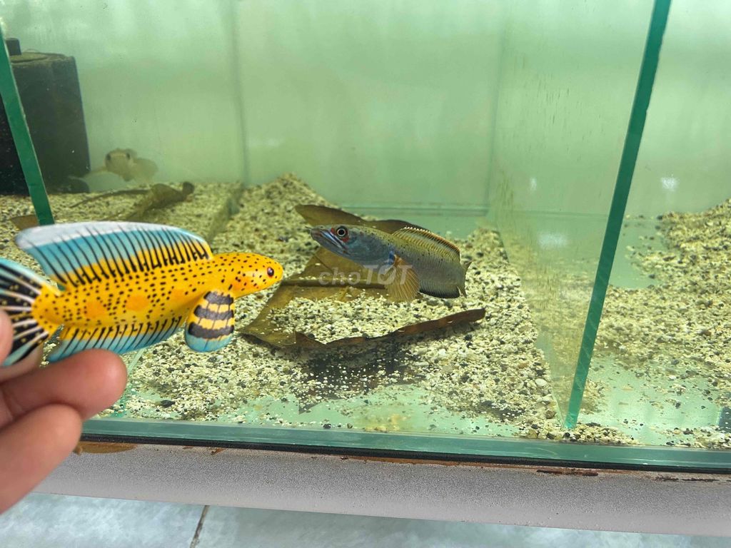 Cá Lóc cảnh Lửa Băng size 10-12cm sung kè màu đẹp. Mua bán Thú cưng khác tại Huyện Hóc Môn Tp Hồ Chí Minh được đăng bởi Trần Hữu Lượng hình 1