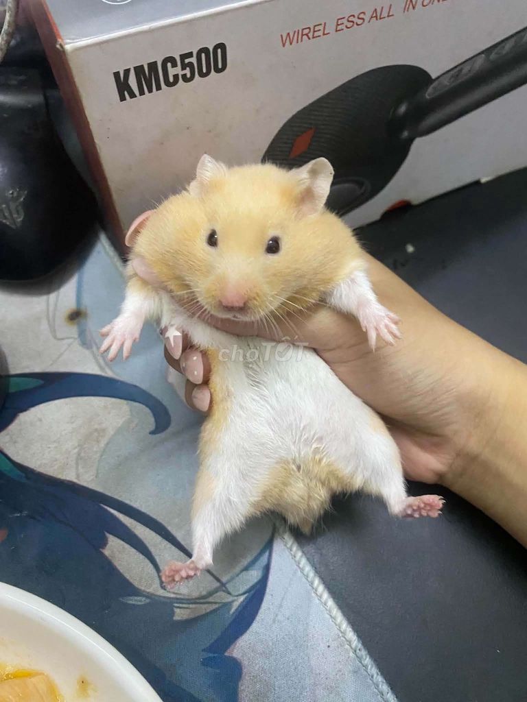Chuột Hamster Vàng kèm chuồng Hamster lớn . Mua bán Thú cưng khác tại Thành phố Dĩ An Bình Dương được đăng bởi nguyễn hoài phương hình 1