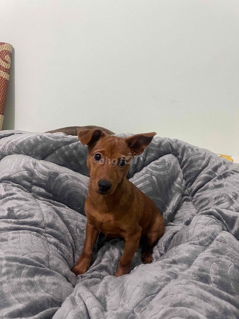 Chó màu Nâu. Mua bán Chó tại Huyện Quốc Oai Hà Nội được đăng bởi Hoàng Thị Nhất hình 1