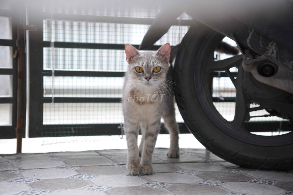 Lưu trú chó mèo - Mimoo Pet Hotel