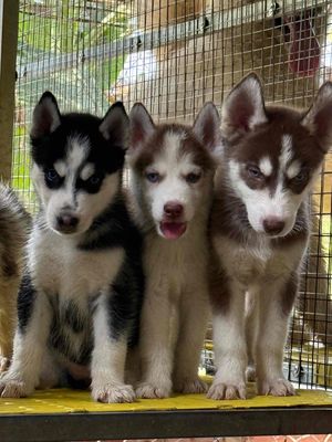 Tìm nhà mới cho mấy bé husky