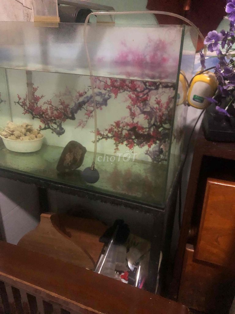 Hồ cá kính cường lực 60x30x35cm có phụ kiện. Mua bán Phụ kiện, Thức ăn, Dịch vụ tại Huyện Hóc Môn Tp Hồ Chí Minh được đăng bởi hiền hình 1