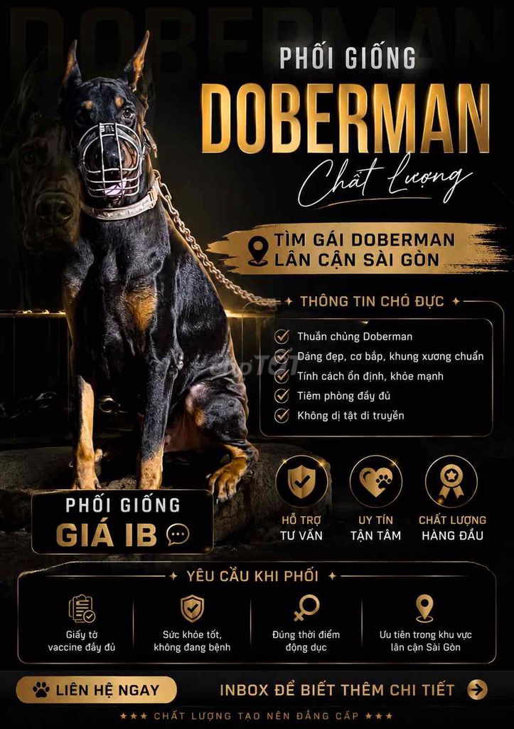Dịch vụ phối giống Doberman Đực TP.HCM. Mua bán Phụ kiện, Thức ăn, Dịch vụ tại Quận Phú Nhuận Tp Hồ Chí Minh được đăng bởi Bùi Vy hình 1