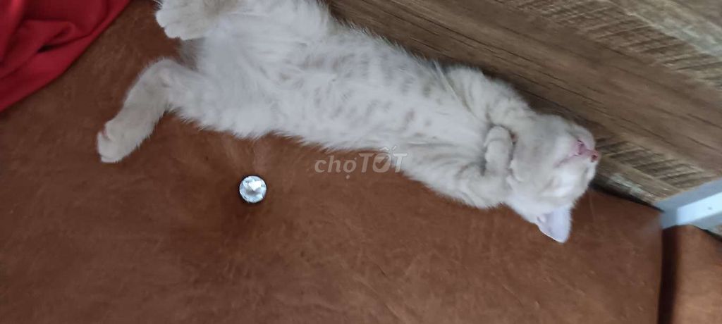 Mèo Anh Tai cụp Vàng kem. Mua bán Mèo tại Quận Gò Vấp Tp Hồ Chí Minh được đăng bởi Vu Nguyên hình 1