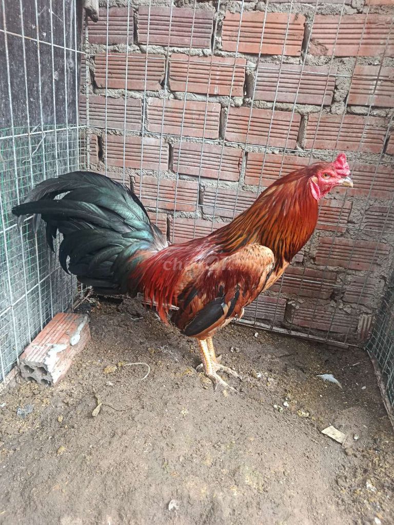 Gà chọi Nâu đỏ Đực 3kg. Mua bán Gà tại Huyện Long Điền Bà Rịa - Vũng Tàu được đăng bởi Minh hình 1