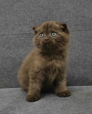 Mèo Scottish Fold đực màu Nâu