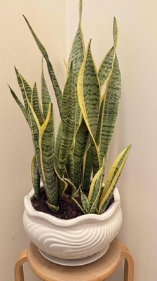 Chậu lưỡi hổ. Mua bán Cây cảnh, đồ trang trí tại Thành phố Thủ Đức Tp Hồ Chí Minh được đăng bởi House Garden