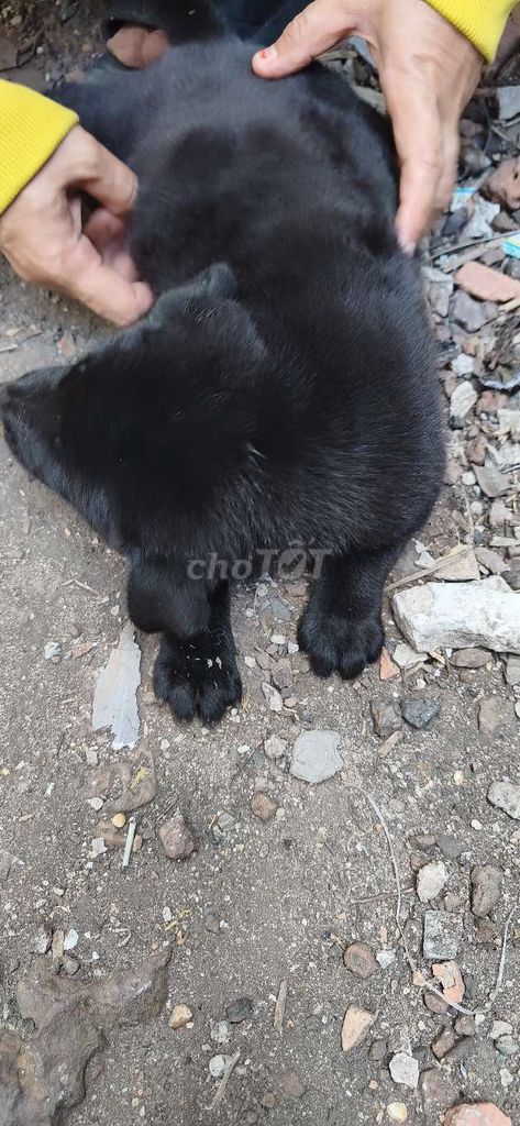 Chó con đen 1.5 tháng. Mua bán Chó tại Thị xã Tân Uyên Bình Dương được đăng bởi Huong Duong hình 1