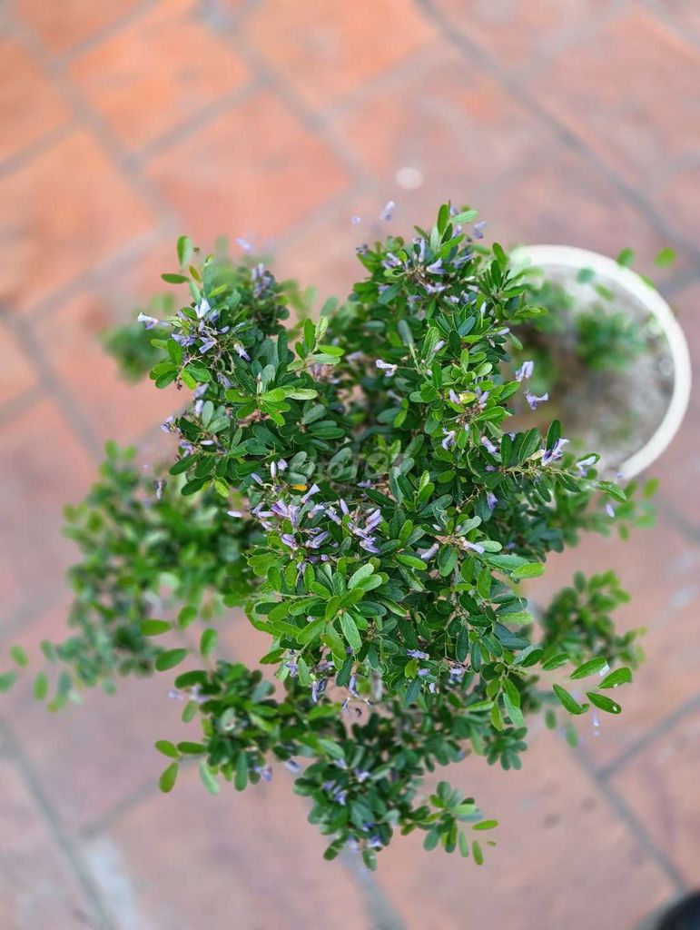 Cây cảnh Sam tím thuần chậu màu tím. Mua bán Cây cảnh, đồ trang trí tại Quận Tân Phú Tp Hồ Chí Minh được đăng bởi Cây cảnh sàigòn hình 1