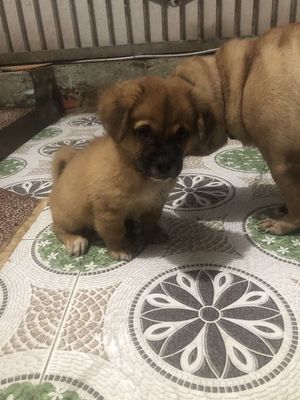 Pug lai nhật 2thangs tuổi side mini..ngoan. Mua bán Chó tại Thành phố Biên Hòa Đồng Nai được đăng bởi M va S mobile