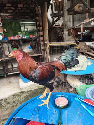 Gà chọi Siu Mỹ Nâu đen 1.6 kg gà thua siu 