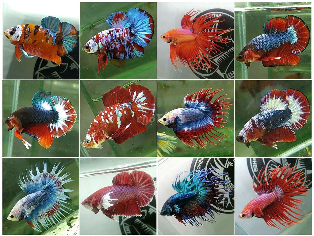 Betta ngẩu nhiên nhiều dòng. Mua bán Thú cưng khác tại Huyện Lấp Vò Đồng Tháp được đăng bởi Đăng Khoa hình 1