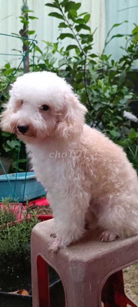 Poodle đực, thuần, 7 tháng tuổi