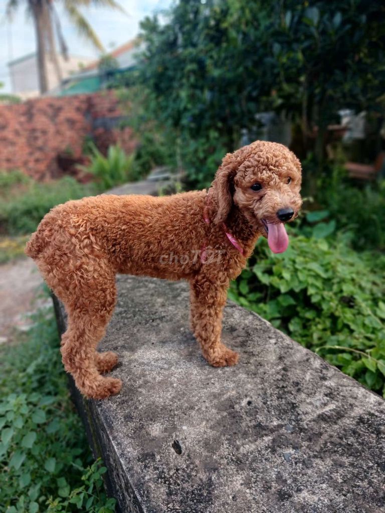 Chó Poodle Nâu đỏ đã tiêm phòng. Mua bán Chó tại Quận Bình Thạnh Tp Hồ Chí Minh được đăng bởi Nguyễn hoài sang hình 1