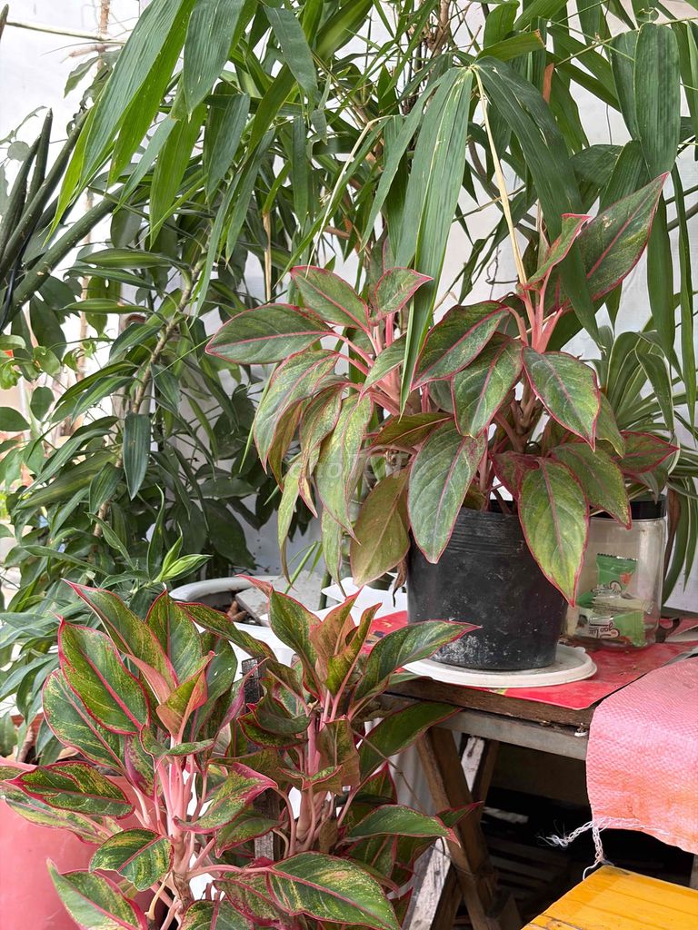 Cây phú quý phong thuỷ. Mua bán Cây cảnh, đồ trang trí tại Quận Cái Răng Cần Thơ được đăng bởi Hưng Lê hình 1