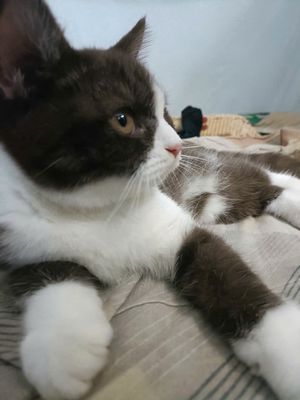 Mèo Anh lông ngắn nâu và xanh xám,  Munchkin Tabby. Mua bán Mèo tại Quận Bắc Từ Liêm Hà Nội được đăng bởi Hiep CaoXuan