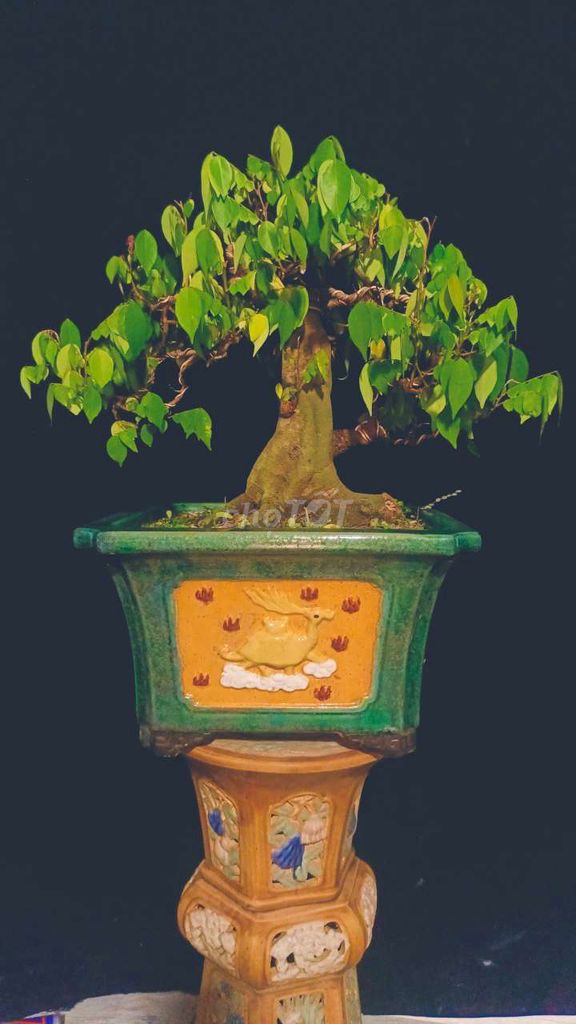 Cây Khế bonsai 50cm. Mua bán Cây cảnh, đồ trang trí tại Huyện Hóc Môn Tp Hồ Chí Minh được đăng bởi Xuân Quang 55 hình 1