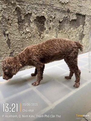Poodle Teacup cái màu xám hồng. Mua bán Chó tại Quận Ninh Kiều Cần Thơ được đăng bởi Bán Giầy Chính Hãng