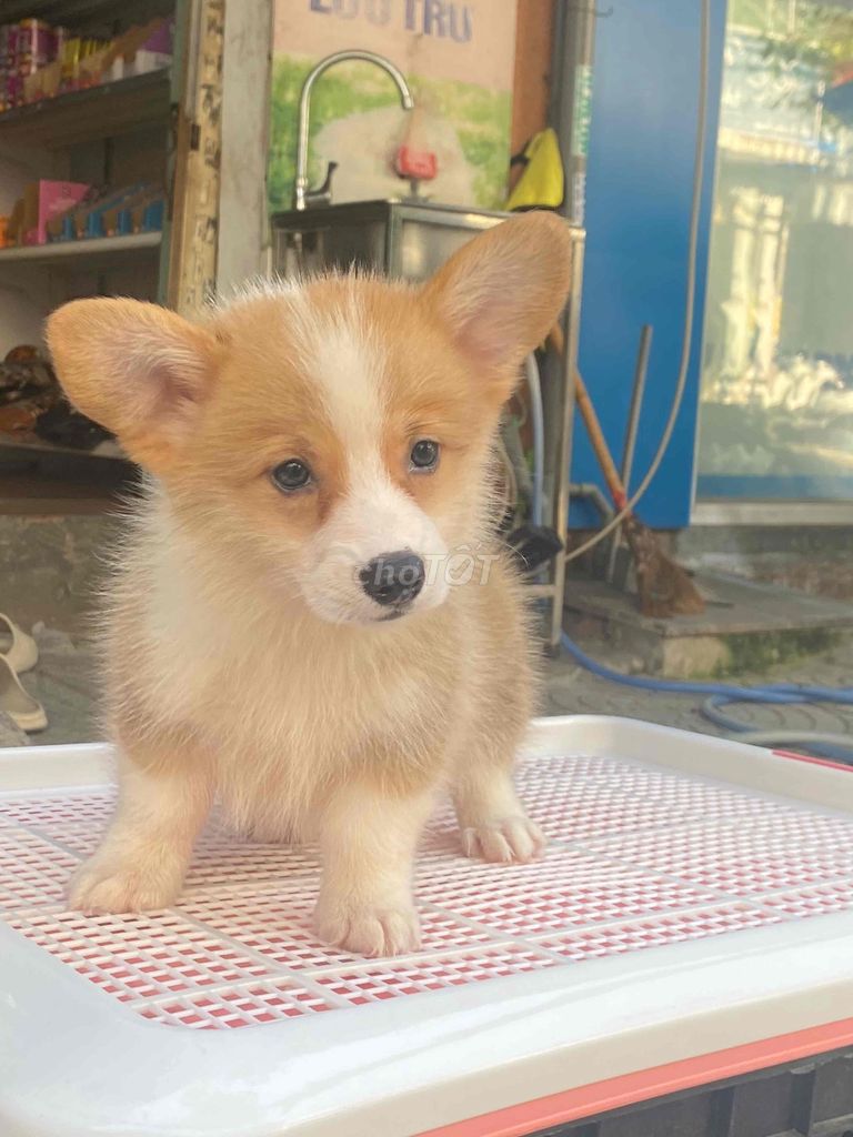 Chó Corgi trắng nâu đã tiêm. Mua bán Chó tại Quận Liên Chiểu Đà Nẵng được đăng bởi SiSi Pet Shop hình 1