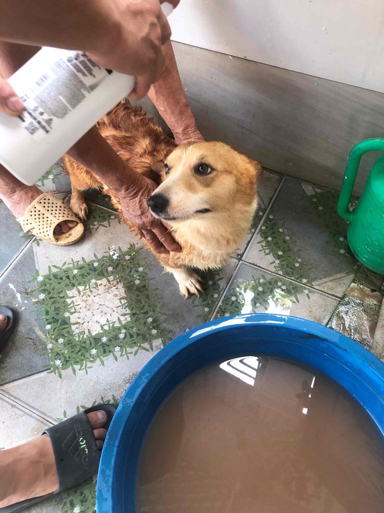 Chó Corgi Nâu vàng. Mua bán Chó tại Thị xã Từ Sơn Bắc Ninh được đăng bởi Lê Thanh Phong hình 1
